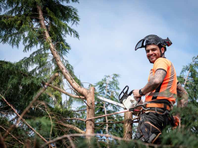 Tree Surgeons